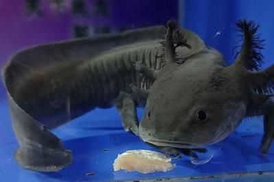 50厘米的龍魚喂食方法視頻（50厘米的龍魚喂養方法視頻）