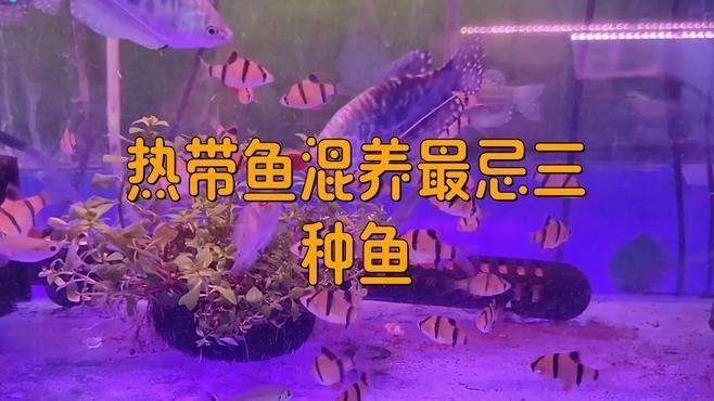 鴨嘴鯊和龍魚混養能活嗎