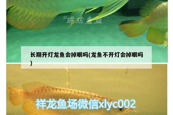 龍魚開燈時間長會掉眼嗎為什么會死：龍魚開燈時間過長會導致掉眼嗎