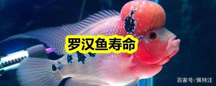 羅漢魚市場2024年還能活嗎