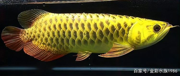 龍魚(yú)消化不良有哪些癥狀？