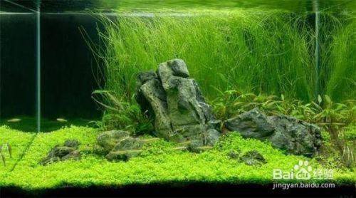 龍魚缸放什么造景好看：如何打造一個既實(shí)用又美觀的龍魚缸