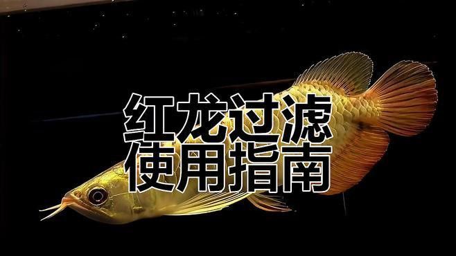 養(yǎng)紅龍魚需要多大的過濾系統(tǒng)？