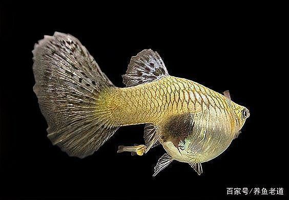 養(yǎng)紅龍魚需要多大的過濾系統(tǒng)？