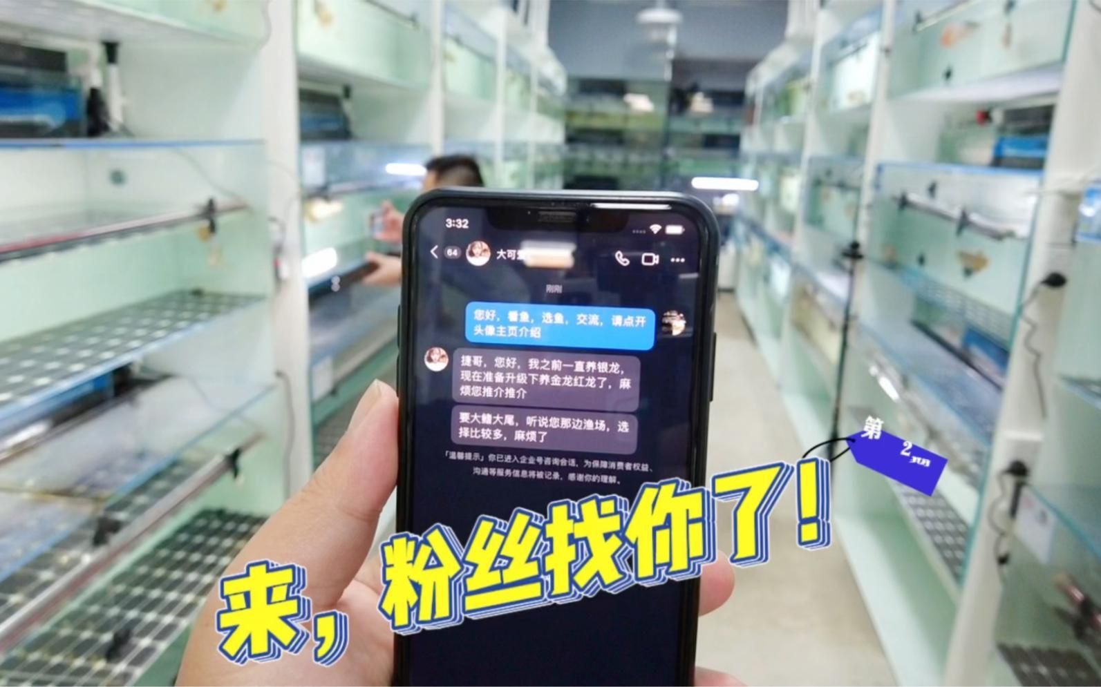 金龍和紅龍哪個好