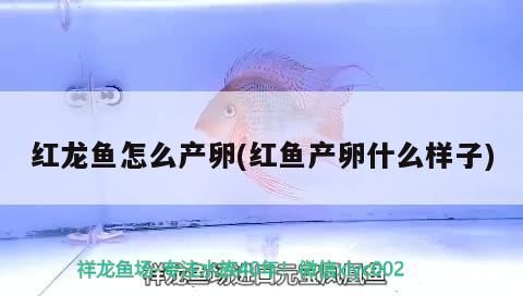 紅龍魚怎么產卵(紅魚產卵什么樣子)
