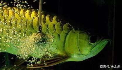 金龍魚須可以再生嗎？：金龍魚的須可以再生嗎？