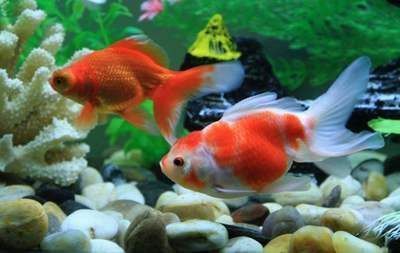 龍魚應(yīng)該養(yǎng)幾條：龍魚養(yǎng)殖風(fēng)水禁忌有哪些