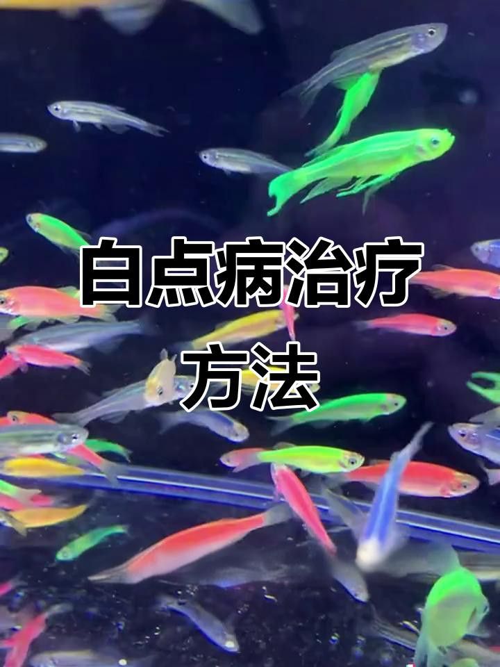 如何預防龍魚眼睛白點