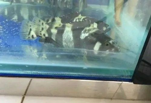 龍躉魚淡化的最佳溫度是多少？