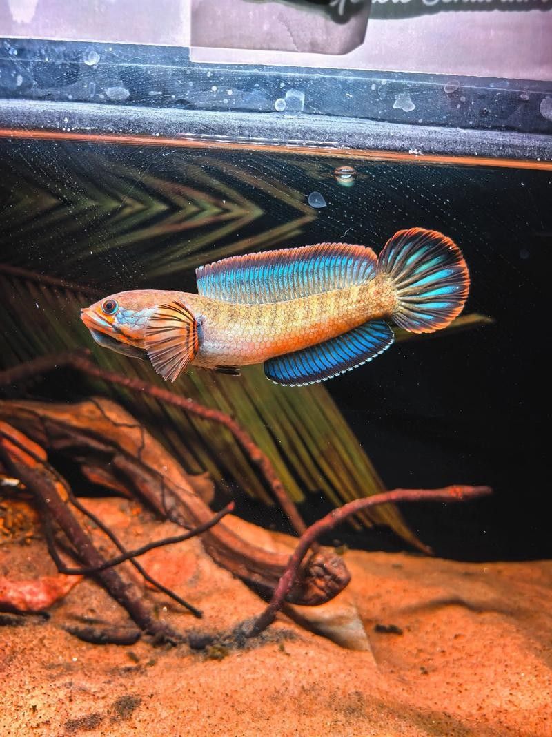 雷龍魚和紅龍能混養嗎圖片對比