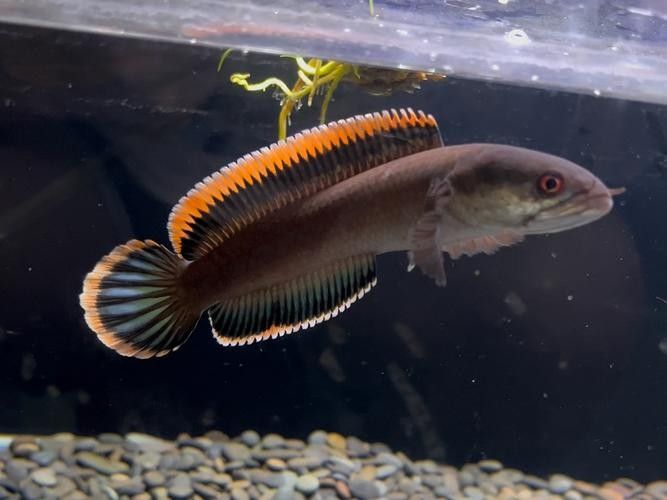 雷龍魚和紅龍能混養嗎圖片對比