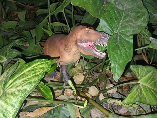 恐龍魚品種介紹圖解