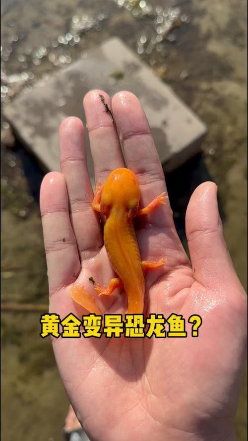 恐龍魚品種介紹圖解