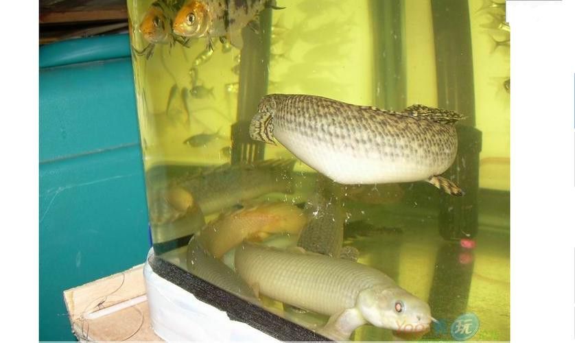 恐龍魚品種介紹圖解