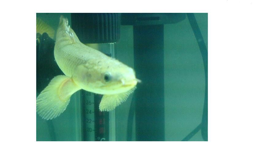 恐龍魚品種介紹圖解
