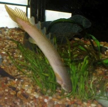 恐龍魚品種介紹圖解