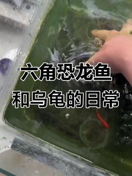 恐龍魚品種介紹圖解
