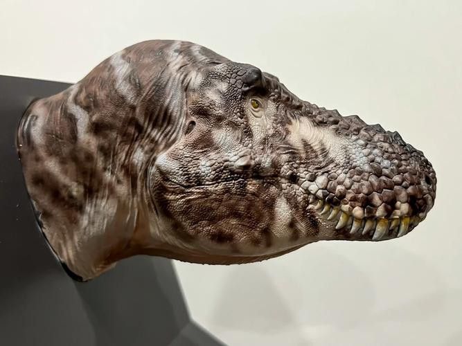 恐龍魚品種介紹圖解