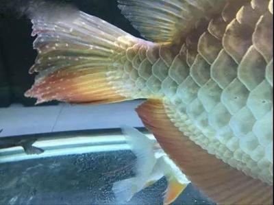 龍魚水泡病如何治療？：龍魚水泡病如何治療 龍魚水泡病如何治療？：龍魚水泡病如何治療 龍魚百科 第2張