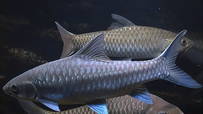 馬來(lái)西亞最出名三個(gè)魚(yú)