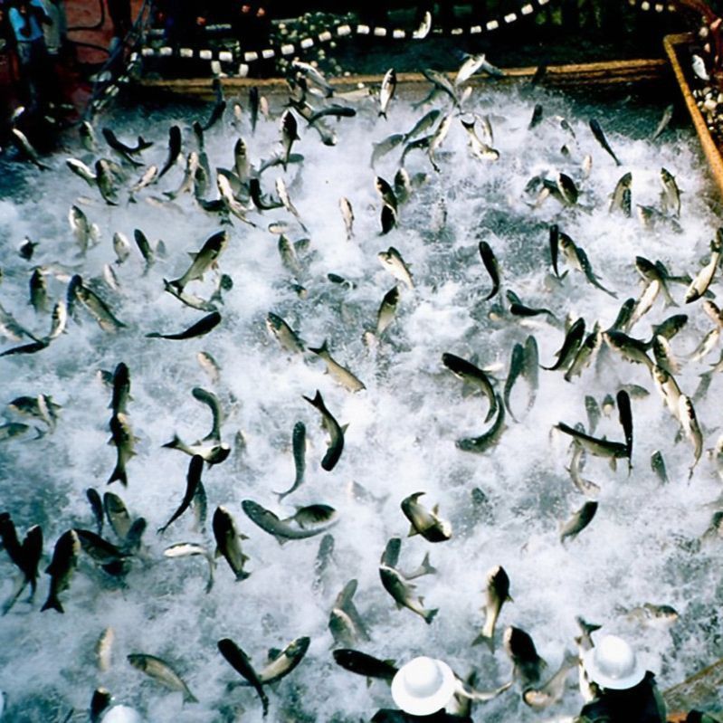 六角恐龍魚喂養方式圖片