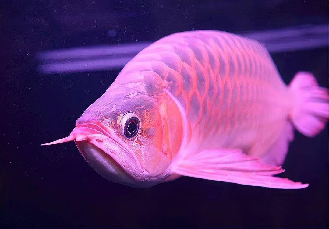 龍魚沉頭最快恢復方法