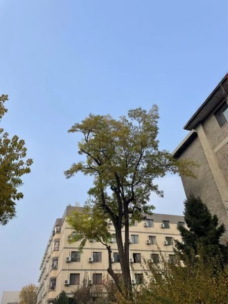 金龍魚吃了飼料又吐出來