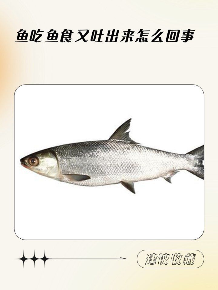 金龍魚吃了飼料又吐出來