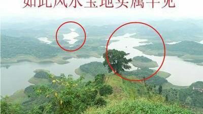辦公室養龍魚幾條比較好