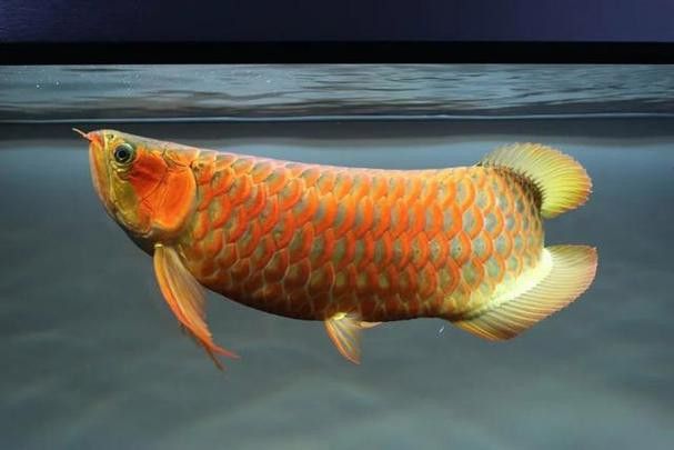 北京龍魚價格行情走勢