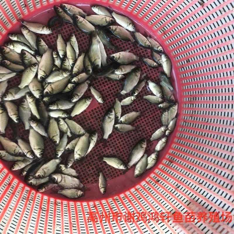北京龍魚價格行情走勢