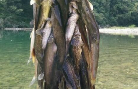 龍魚和黑魚哪個貴:龍魚與黑魚的養殖成本對比 龍魚百科 第5張 龍魚和黑魚哪個貴:龍魚與黑魚的養殖成本對比 龍魚和黑魚哪個貴:龍魚與黑魚的養殖成本對比 龍魚百科 第5張