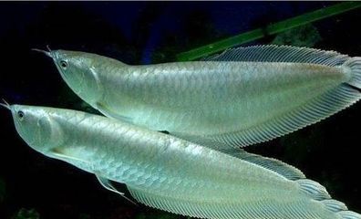 龍魚哪里買好養(yǎng)，如何選擇龍魚