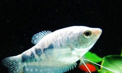 龍魚哪里買好養(yǎng)，如何選擇龍魚