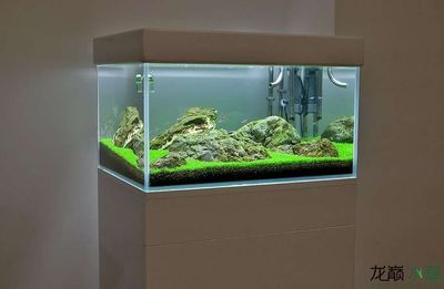 多大的缸適合養龍魚蝦：同一缸體內養龍魚和蝦需要考慮幾個關鍵因素