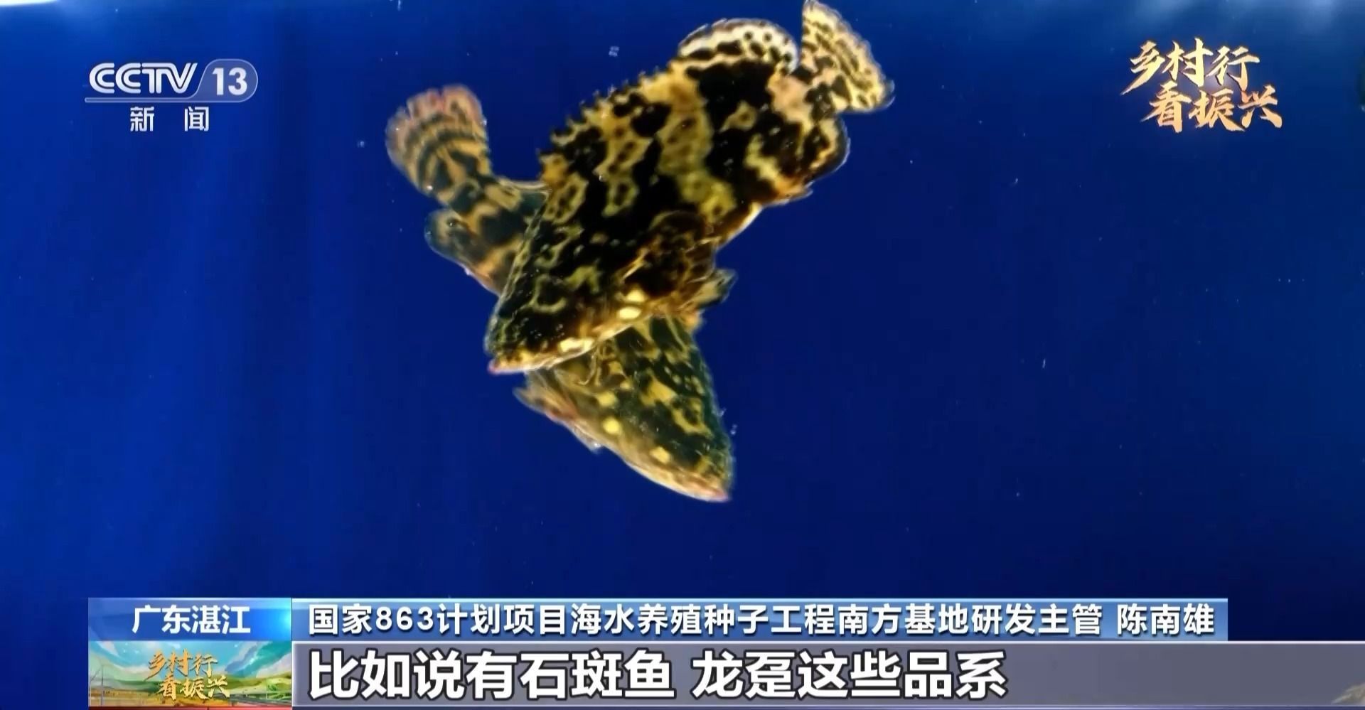 多大的缸適合養龍魚蝦：同一缸體內養龍魚和蝦需要考慮幾個關鍵因素