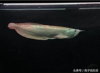 小龍魚喂什么長得快些呢：小龍魚的飼養注意事項