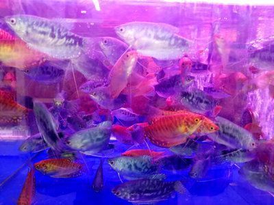 觀賞魚批發市場旺季價格：觀賞魚批發市場旺季價格受多種因素影響