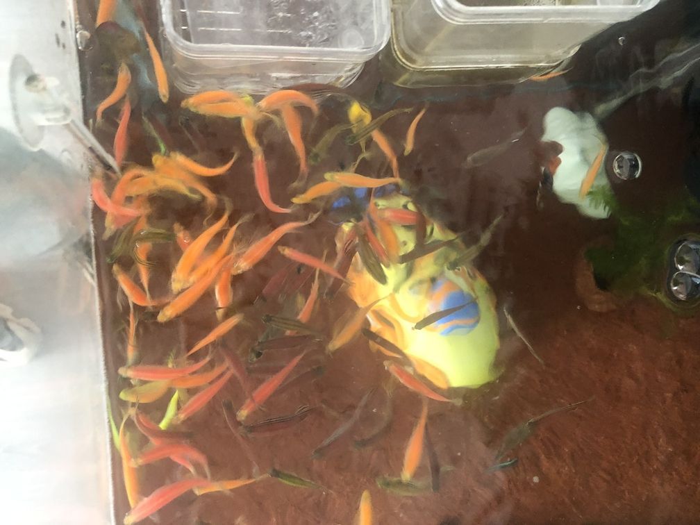 龍魚的龍須有什么作用呢：關于龍魚的龍須飼養管理的一些要點