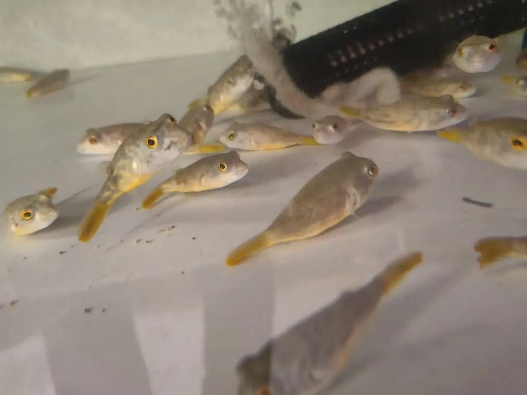 斑馬狗頭能和龍魚混養(yǎng)嗎圖片欣賞