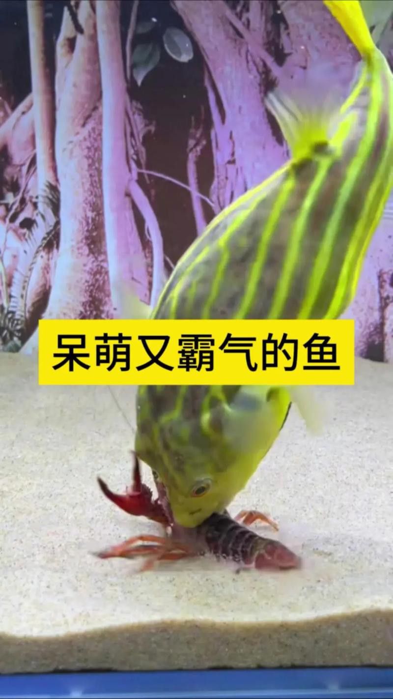 斑馬狗頭能和龍魚混養嗎圖片欣賞