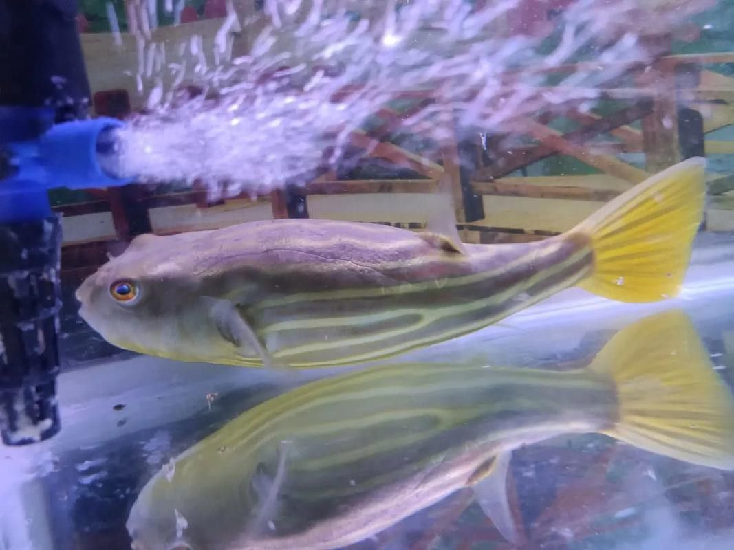 斑馬狗頭能和龍魚混養嗎圖片欣賞