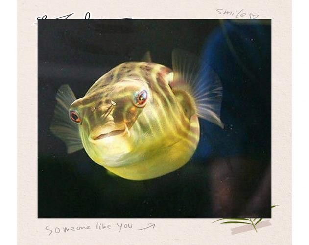 斑馬狗頭能和龍魚混養嗎圖片欣賞