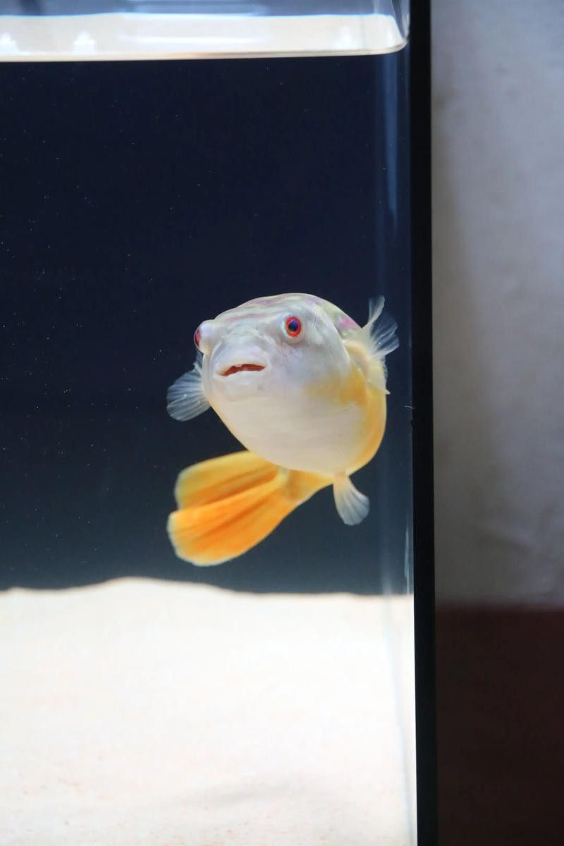 斑馬狗頭能和龍魚混養嗎圖片欣賞