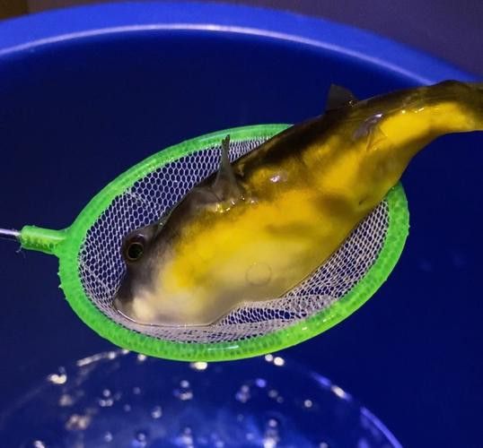 斑馬狗頭能和龍魚混養嗎圖片欣賞