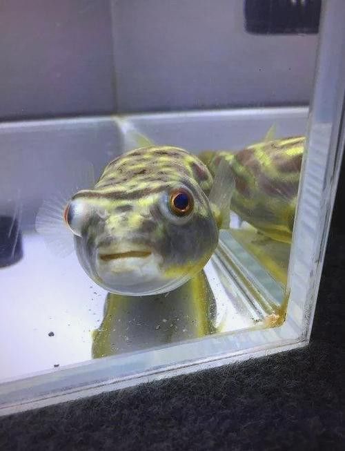 斑馬狗頭能和龍魚混養嗎圖片欣賞