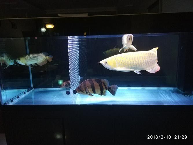 斑馬狗頭能和龍魚混養嗎圖片欣賞