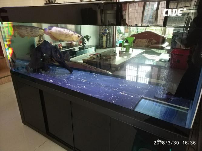 斑馬狗頭能和龍魚混養嗎圖片欣賞
