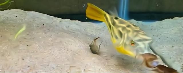 斑馬狗頭能和龍魚混養嗎圖片欣賞